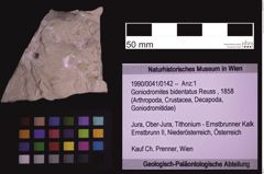 Foto (Objekt + Etiketten) von Goniodromites bidentatus (Reuss, 1858) (NHMW-GEO-1990-0041-0142)